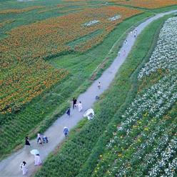 贵州台江：“百合经济”带火乡村旅游