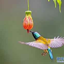 福州：“亚洲蜂鸟”悬停觅食