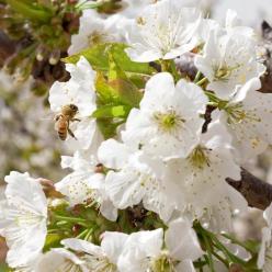 河北山海关：春意暖 花枝俏 果溢香