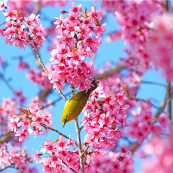 云南弥勒：冬日里的鸟语花香