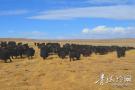 青海藏区探索发展生态畜牧业成效初显