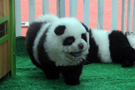 图为萌萌哒的假“熊猫”