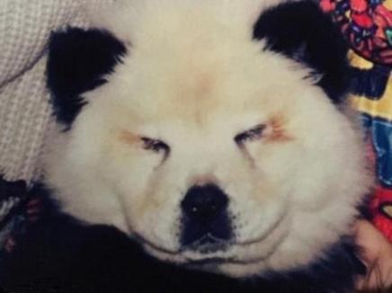 图为被涂成熊猫的松狮犬