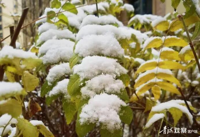 诗人角｜雪落，人间事（组诗节选）