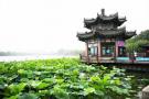 大明湖畔夏雨荷：这座城有七百多个泉 你来不来看看！
