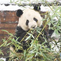 萌宝”戏雪