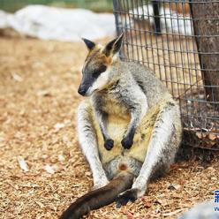 热浪来袭 澳动物园帮动物“过暑假”