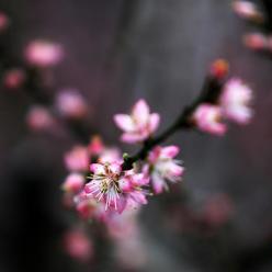 桃花朵朵开