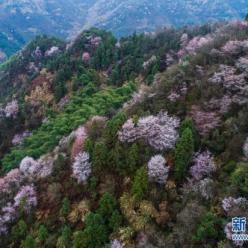 浙江建德：万亩樱花盛开