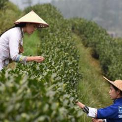 贵州春茶陆续开采