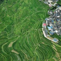 仲夏梯田景如画