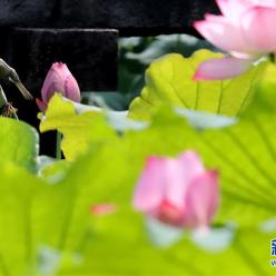 苏州拙政园荷花节开幕