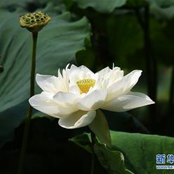济南大明湖荷花美