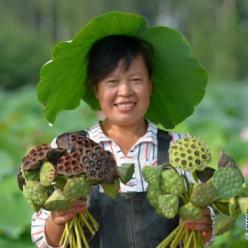 立秋时节忙采莲