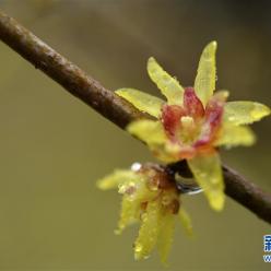 湖北宣恩：腊月花争艳