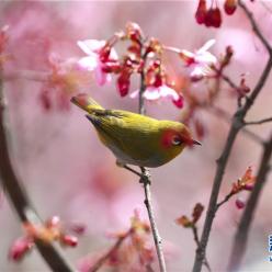 绣眼鸟闹新年