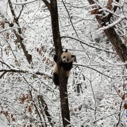 瑞雪降 熊猫乐