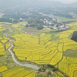 湖南长沙：油菜花开春满园