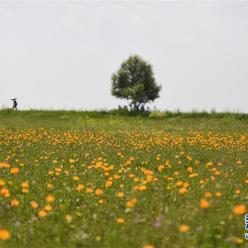 盛夏金莲川美景