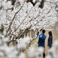 甘肃东乡：漫川杏花竞芳菲