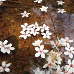 人间四月 油桐花开