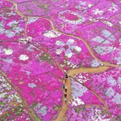 河北迁西：芝樱花海醉游客