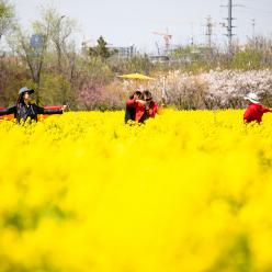青岛：周末赏花再添打卡地 西海岸油菜花开成海