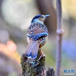 领略生物多样性之美|丽江老君山可爱小精灵大放送！