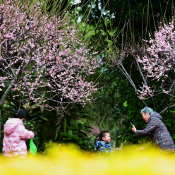 梅花绽放春意浓