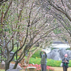 梅花盛放报春来