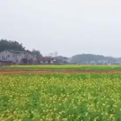 湖南桃源：百亩油菜花提前盛开