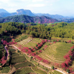 无人机航拍：镜头记录各地茶园美景