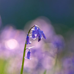 比利时晨光中的“紫花森林”