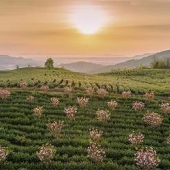 樱花如约开 茶香溢山村