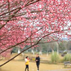 花香春意浓