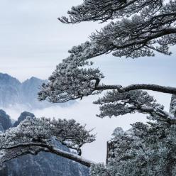 安徽黄山初春现雾凇美景