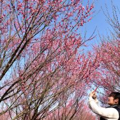 安徽巢湖：梅花盛开春意浓