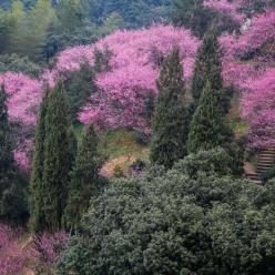 春季山乡赏梅乐 乡村旅游人气旺