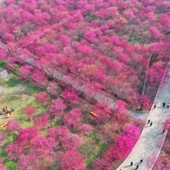 湖南常宁：樱花烂漫春光美