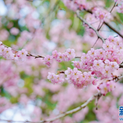 樱花盛开天师府 春光扮靓龙虎山