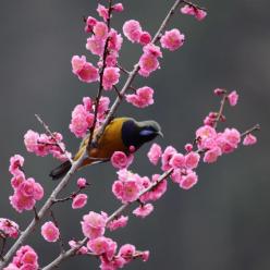湖南张家界：春花烂漫