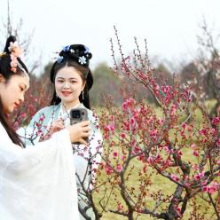 西安：梅花照眼早春时