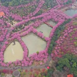 湖南常宁：樱花盛放满眼春