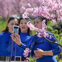 “问花村”赏花游