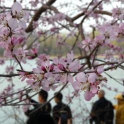 北京：山桃花盛开玉渊潭