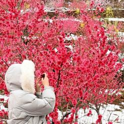 山村桃花雪中红