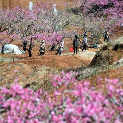 山东台儿庄：春来桃花美