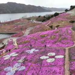 河北迁西：芝樱花烂漫