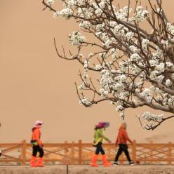 甘肃敦煌：花开鸣沙山