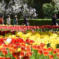 北京：中山公园郁金香花开正艳